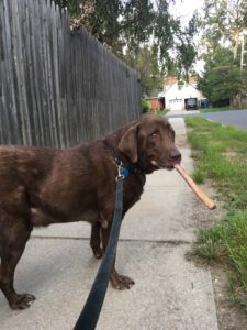Chocolate Labrador Retriever on a walk