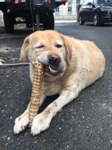 yellow Labrador Retriever with a chew