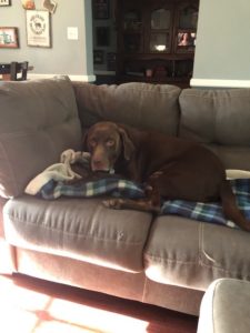 Chocolate Labrador Retriever on sofa