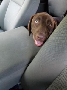 Chocolate Labrador Retriever in car