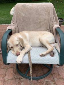 Yellow Labrador Retriever on chair