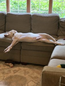 Yellow Labrador Retriever on sofa