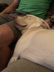 yellow Labrador Retrievers sleeping