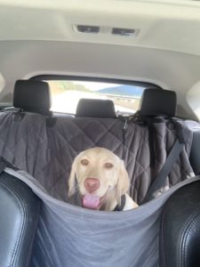 Yellow Labrador Retriever in car