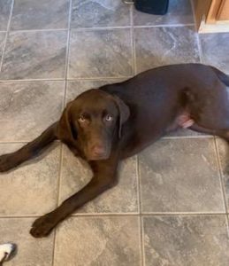 Chocolate Labrador Retriever laying down