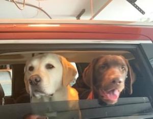 Yellow and Chocolate Labrador Retriever in car