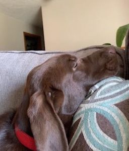 Chocolate Labrador Retriever sleeping