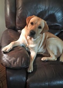 Yellow Lab Marley chilling in his favorite chair
