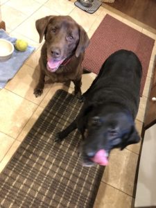 Black and Chocolate Labrador Retriever