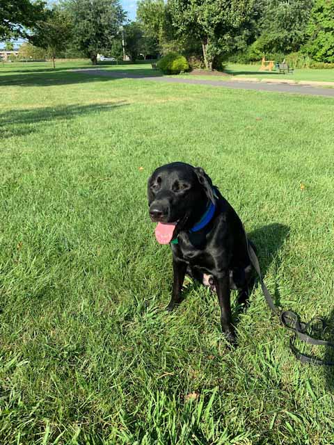 Shane, 1 year old black Lab | Brookline Labrador Retriever Rescue