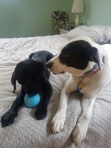 black Labrador Retriever with ball and dog