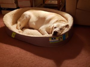 Yellow Lab Bailey snoozing in her own bed