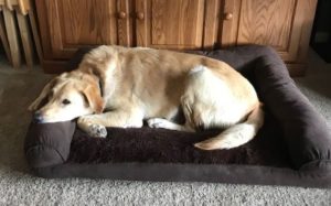 yellow Labrador Retriever mix on dog bed