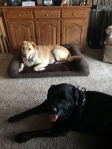 yellow Labrador Retriever mix on dog bed black labrador retriever