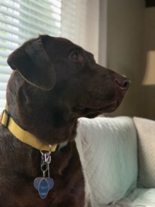 Chocolate Labrador Retriever Profile