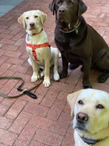 one chocolate and two Yellow Labrador Retriever sitting