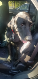black Labrador Retrievers in car