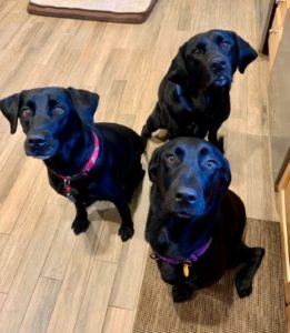 three black Labrador Retriever