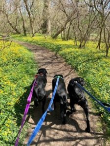 three black Labrador Retriever walking