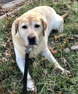 7 Year old yellow lab Daisy