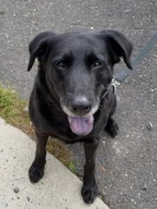 7 year old black lab mix Bailey