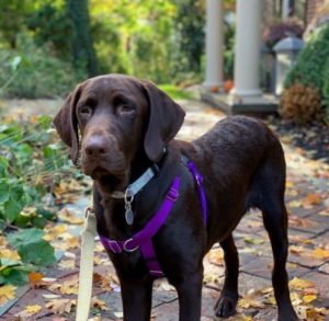 Chocolate Labrador Retriever standing
