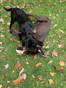 chocolate and black Labrador Retriever playing