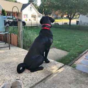 Black Labrador Jameson on watch duty