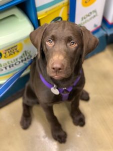 chocolate Lab puppy, Maple, showing off her cuteness