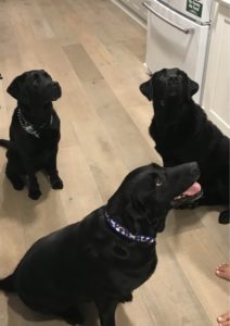 Three black Labrador Retrievers sitting