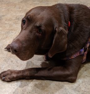 7 year old chocolate lab Madeline