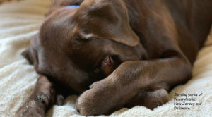 Chocolate Labrador Retriever paw over nose