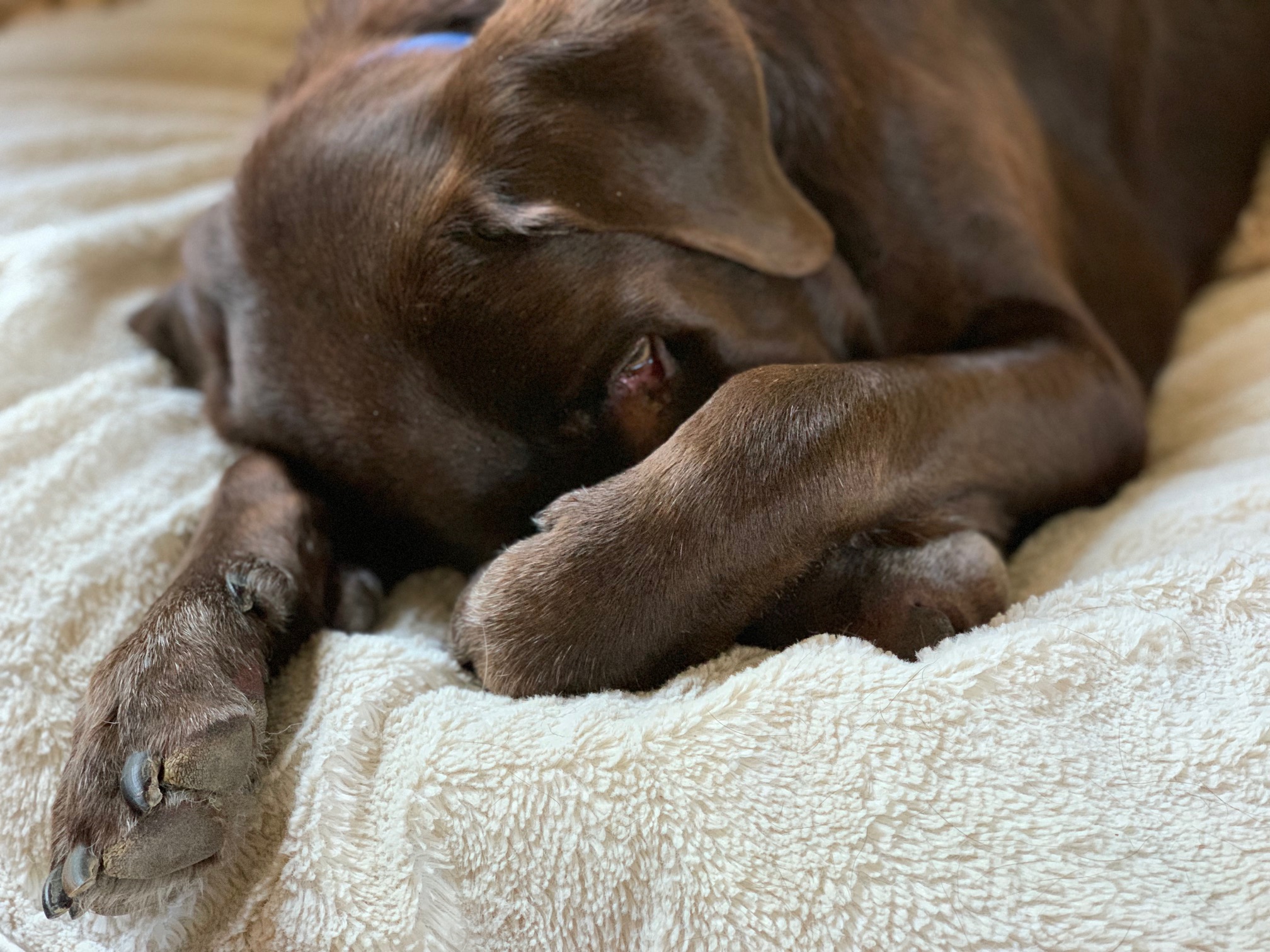 chocolate Labrador Retriever paw over nose