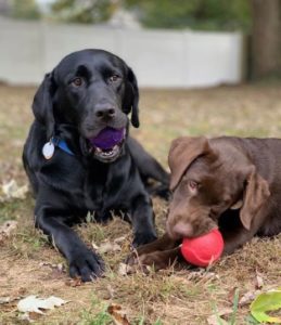 black and chocolate Labrador Retriever balls in mouth