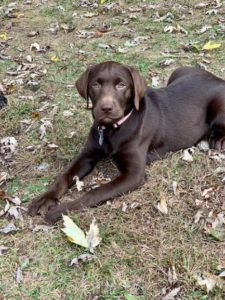 chocolate Labrador Retriever laying down