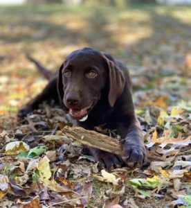 chocolate Labrador Retriever with stick