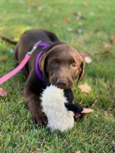 Chocolate Labrador Retriever Toy in mouth