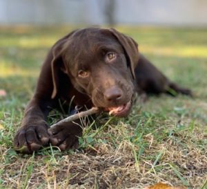 chocolate Labrador Retriever chewing on stick