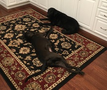 two black Labrador Retriever