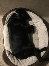9 year old black lab Pepper discovers dog beds!