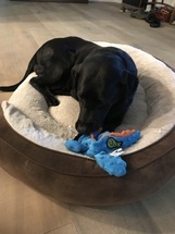 9 year old black lab Pepper and her first toy