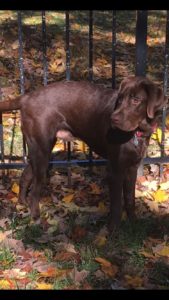 Chocolate Lab Zimba standing at fence line