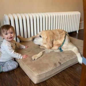 yellow Labrador Retriever and child
