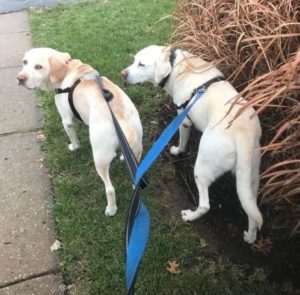 two yellow Labrador Retriever walking