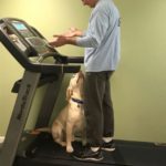yellow labrador retriever and man on treadmill