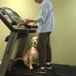 yellow labrador retriever and man on treadmill