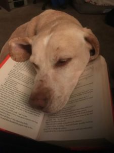 yellow Labrador Retriever nose in book