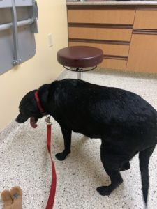 14 year od Pepper at the vet