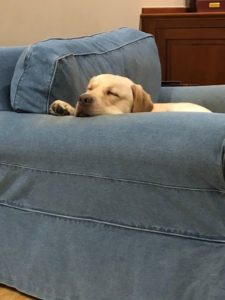 yellow Labrador Retriever on sofa