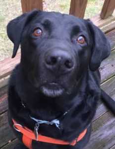 black Labrador Retriever face